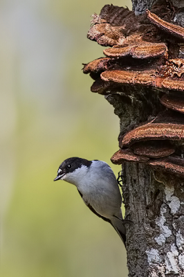 Ben pas bezig met vogelfotografie en hoop commentaar te krijgen over hoe het allemaal beter kan. Gemaakt vanuit de auto.