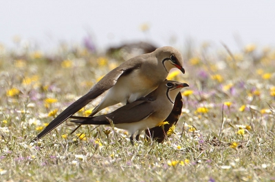 Tijdens een rit over een zanderig weggetje streek er een troep luidruchtige vogels neer op een akker.
Ik heb net zo genoten als deze vorkstaarten.