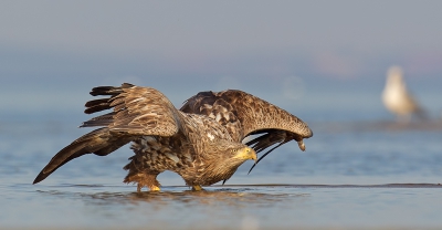 This pic was taken from the hide on the small sandy island.