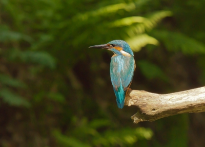 Klein streepje zon tussen de bomen en daar zat dit mooie  ijsvogeltje.