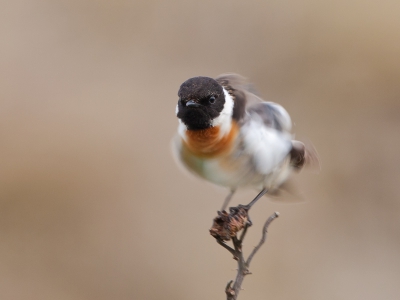 Vanuit de auto kreeg een mooie gelegenheid om het poetsen van deze RBT te fotograferen. Na 3 minuten was hij spik en span en vloog hij weer achter het vrouwtje aan.

Meer op http://verlaat-fotografie.nl/recent.html
Groet,
Andr