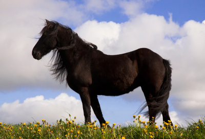 Zo mooi om te zien he, friese paarden op de zeedijk, blauwe wolkenluchten, met de manen in de wind.