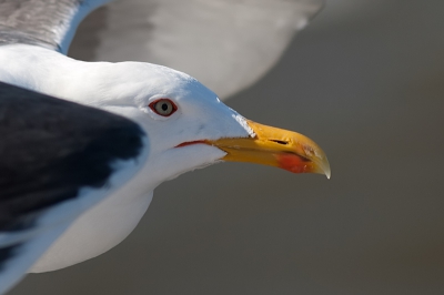 Vanaf de boot naar Vlieland genomen. Deze mantelmeeuw vloog langs de boot. De meeuw was te dichtbij om geheel op de foto te krijgen vandaar deze uitsnede. 

http://www.van-beilen.nl