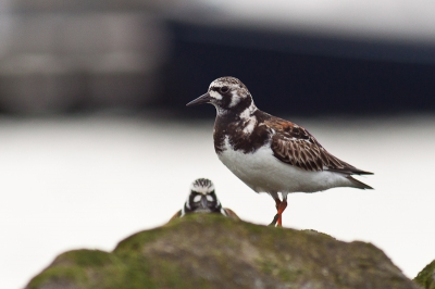 Een groepje steenlopers bij de jachthaven op Schiermonnikoog trokken zich niet veel aan van mijn aanwezigheid en waren dus mooi te volgen en fotograferen.