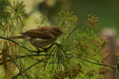 Deze jonge tjiftjaf bedacht was helemaal in z'n nopjes met de dille di bij ons in de tuin stond. Ondanks dat er nog een ruit tussen zat, vond ik het toch een vrolijke lente-/zomerfoto!