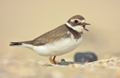 Ik ga soms met mijn vader naar de zuidpier in IJmuiden, van af de zuidpier zag ik een groepje vogels. Ik en mijn vader probeerde steeds dichter bij te komen, en ik ging steeds platter op me buik liggen en na een tijdje kruipen heb ik er dit van gemaakt ik vind heb geslaagd