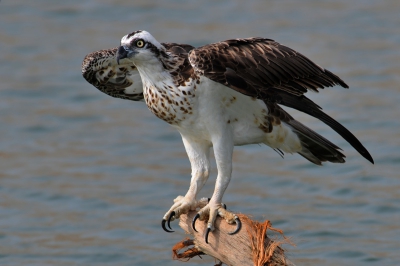 Deze Visarend kon ik ooit mooi vastleggen in Oman - een uurtje ten zuiden van Muscat in een vissershaventje zat deze prachtvogel op een uitstekende tak in het water.