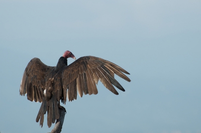 Tijdens onze afsluitende volgel wandeling in Costa Rica zat deze roodkop gier lekker op te warmen in de zon