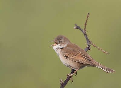 ze zijn weer in terug in onze mooie natuur, deze ging er wel heel mooi voor zitten