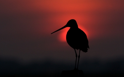 Vorig jaar rond deze tijd 's avonds nog even de polder in. De zon was langzaam aan het zakken en ik was aan het genieten van alle weidevogels. Deze grutto kwam vervolgens binnen redelijke afstand op een paal zitten. Na voorzichting een goede positie in te nemen en 20 minuten tot een halftje uur wachten, deze foto kunnen nemen.