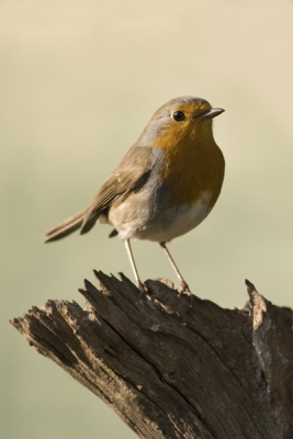 Het blijven toch dankbare vogeltjes om te fotograferen. Gewacht op het avondlicht om deze foto te maken.