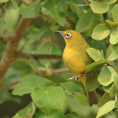Deze vogel was erg bewegelijk en bleef telkens kort zitten.
Vliegend aan de rand van de bosjes kon ik hem wel goed volgen maar uiteindelijk maar 1 foto kunnen maken.
Voor meer Zuid-afrika zie mijn website www.worldnature-photos.com