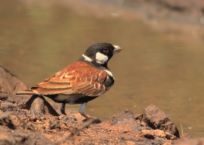 Tijdens 1 van de off-road trips in Krugerpark zijn we vast komen the zitten met de auto en hebben we ca. 3 uur stil gestaan voordat we bevrijd werden, ondertussen wel veel soorten vogels kunnen vastleggen op deze afgelegen plek waar geen toeristen komen. Waaronder deze die achter de auto aan het drinken was in de modderplas waarin wij weer vast zaten :-) elk nadeel heeft .......