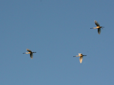 's Avonds om 20.15 vlogen deze 3 vogels over. zag niet meteen wat het waren maar zette ze snel op de foto.  bna inzomen bleken het lepelaars te zijn.