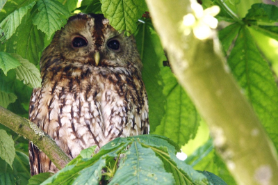 Vandaag is een wens uitgekomen. Altijd wilde ik al eens een bosuil fotograferen en vandaag is dit gebeurd! Het was een prachtige dag en hij zat lekker in de schaduw te genieten van het uitzicht.