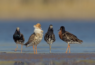 Gentlemen's club. This pic was taken from the hide on the small sandy island.