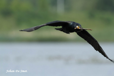 Leuke foto, ik had geluk dat ik de aalscholver in de vlucht kon fotograferen want dat is net ietsje moeilijker. Niet gecropt.