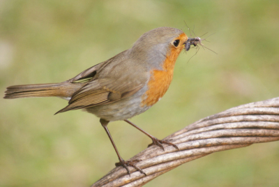 Tijdens het gras maaien waren ons koppeltje roodborsten druk in de weer met het verzamelen van eten om de hongerige maagjes van hun twee kleintjes, bij ons in de klimop, te stillen.