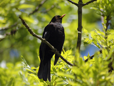Tijdens een paar uur vogels kijken, de merel man ontdekt in een boom, luid zingend in de zon.