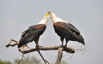 Deze fisheagles bleven rustig zitten terwijl we hen tot op 5 meter konden naderen . Op min of meer ooghoogte op een dode boom, welke door de voortdurend veranderende loop van de rivier van de over was weggeslagen.