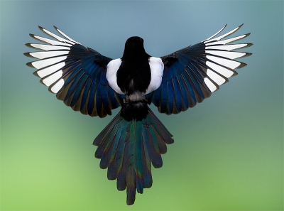 Pica pica / Ekster / Eurasian Magpie