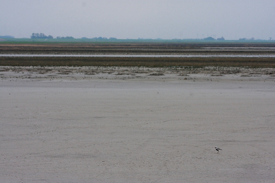 Vandaag samen met mijn vader een dagje waddenkust gedaan. Vele leuke soorten gefotografeerd waarvan een deel morgen te zien zal zijn. Ook heb ik voor het eerst een Zilverplevier eens leuk op de foto kunnen zetten omdat deze niet al te ver weg zat. Ik heb ook een "groothoek" foto gemaakt van de Zilverplevier en thuisgekomen was dat n van de betere van de hele dag.