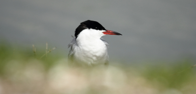 Deze visdief ging heel mooi voor mijn lens zitten. Daarna een aantal mooie prooi overdrachten kunnen zien