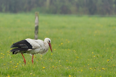 Op weg naar het steenuiltje zag ik deze ooievaar in een weiland lopen. Vanuit mobiele schuilhut goed te benaderen, de vogel trok zich nergens iets van aan