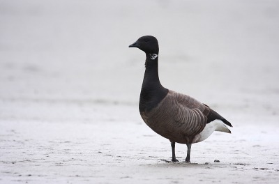 Ook waren er gisteren een paar Rotganzen die zich wel aardig wilden laten fotograferen. Dit is een van de foto's daarvan. Ik vind zo de leegte om de Gans heen wel mooi.