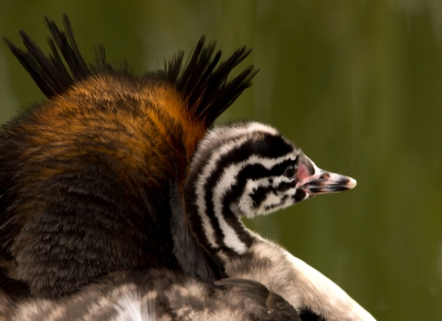 Ondanks het zwaar bewolkte weer, toch even kunnen genieten van de fuut met z'n zebraatje. Wat een ontzettend leuk gezicht is dit toch altijd.
