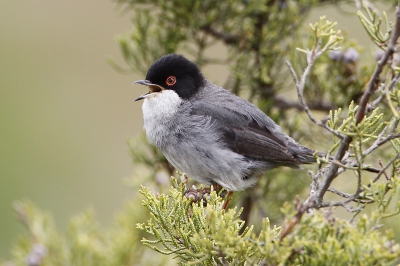 Nerveus vogeltje, die kleine zwartkop. Het is bijna "sport"om hem te vereeuwigen