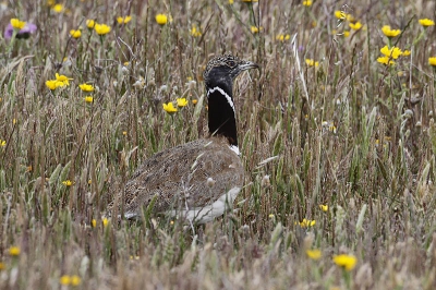 Wanneer de kleine trap zijn nek niet uit steekt, is hij moeilijk te vinden. Geen wonder met dat prachtige camouflage kleed