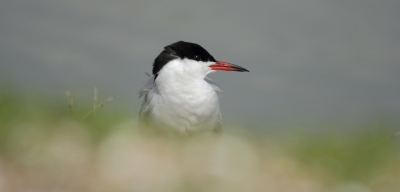 Deze visdief ging heel mooi voor mijn lens zitten. Daarna een aantal mooie prooi overdrachten kunnen zien