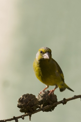 Foto van deze groenling gemaakt met de late avondzon in de tuin.