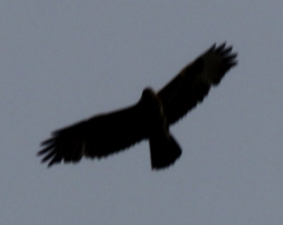 Weet iemand de naam van de roofvogel behorende bij dit vliegbeeld? Opvallend zijn de inkepingen van de vleugels. De vogel vloog op een hoogte van ong. 150 meter.
De kwaliteit van de foto is slecht vanwege tijdgebrek camera instellingen