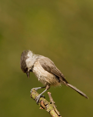 Je mag aan vogels natuurlijk geen menselijke eigenschappen of gevoelens toeschrijven, maar schuldbesef is toch wel een woord dat bovenkomt. Om dit te versterken de vogel onder in de foto geplaatst