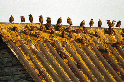 Enkele spreeuwen uit een grote zwerm. Gefotografeerd met Canon 300, SIGMA 80-400 IS. Crop van scan van negatief. De kwaliteit van de foto is hiervoor jammer genoeg verminderd.