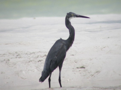 <i class='fa fa-user'></i> Hans | Madagaskarzilverreiger  <i class='fa fa-eye'> 795</i>  <i class='fa fa-thumbs-up'> 1</i>   <i class='fa fa-comment-o'> 1</i>