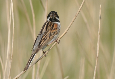 De snavel van deze rietgors zit zo vol insecten dat het kopje er haast achter schuil gaat.