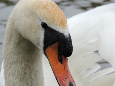 Mijn allereerste foto op Birdpix. Gemaakt met Nikon Coolpix P510. Zonder flits, van redelijk dichtbij.