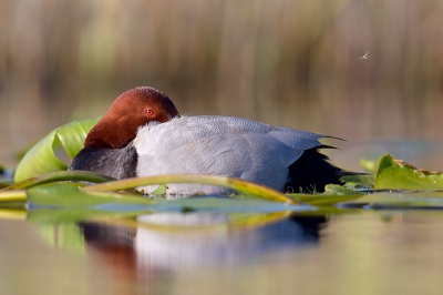 Tranquility. This pic was taken in a flooded meadow from a floating hide. I saw a male pochard  and some tufted ducks from 100 m away and began slowly aproaching. Tufted ducks swam away after 15 metres were left, and to the pochard i came as close as 4.5 metres and the bird kept on resting. It took me 30 minutes to aproach the bird.