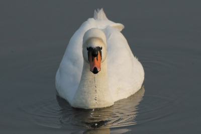 Deze prachtige zwaan is heerlijk aan het genieten van de zomerse avond. Toch zijn dit schitterende vogels.