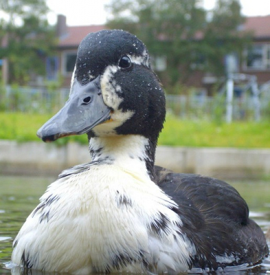 Ik weet dat dit geen gewone wilde eend is, maar anders kon ik de foto niet uploaden. ik heb dit eendje gefotografeert achter mijn huis. Ik hield de camera een beetje boven het water, zodat ik dichter bij het eendje kon komen. De foto is licht ingezoomd en een klein beetje utigesneden.