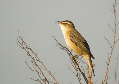 Deze Rietzanger keerde steeds terug na een rondje vliegen, hij landde eerst op een stalen weidehek, en van daaraf wipte hij over het hek naar zijn zangplaats.Hij begon laag en klom dan al zingend hogerop totdat hij helemaal bovenin zat. Daar trok hij zijn registers helemaal los, vooraal toen er vlak in de buurt nog een mannetje begon te zingen.
