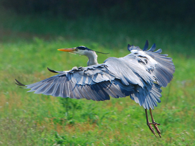 Vandaag een zeer mooie dag en heb eindelijk van mijn 500 MM lens gebruik kunnen maken. 
Hoewel het een monster is om te hanteren vond ik dit juweeltje (mijn eigen woorden) een wel erg leuke verrassing op mijn SD-kaart.