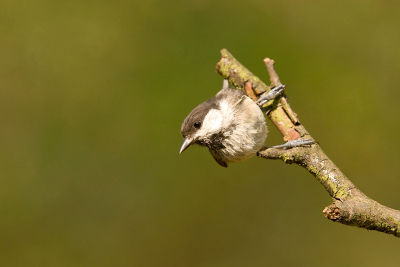 iedere keer dat de vogel een duik in bad neemt is er even een verkennend 'zitje" voor de hut