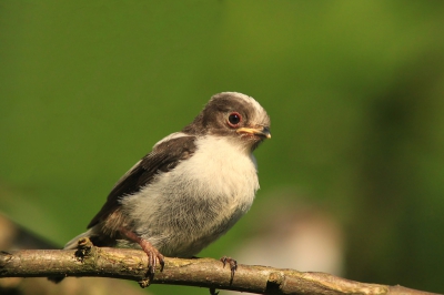 Gistermiddag werden we verrast door een groepje jonge staartmezen, die in ons sierappelboompje in de tuin neerstreken en daar een minuut of 5 rond bleven hangen. Camera en 300 mm lag op de terrastafel, dus behalve genieten van het drukke gezelschap kon ik ook lekker schieten.