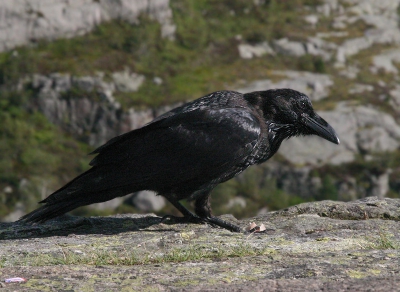 Ook ik heb kennis gemaakt met de brutale raaf boven op de preikestolen in Noorwegen. Het is misschien technisch niet de meest geweldige foto, maar ik ben er toch wel blij mee.