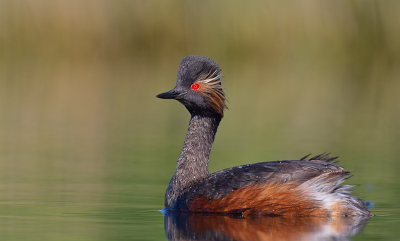 This pic was taken in fish pond from the floating hide.