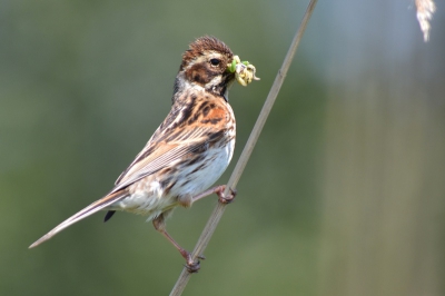 rietgors vrouw was voedsel aan het verzamelen,foto vanaf dijk gemaakt en snel weer weg gegaan om evt aanwezig nest niet te verstoren,wel volle zon die dag